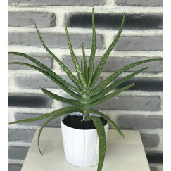 Aloe Vera Bitkisi 25-30 Cm (Sarı Sabır)