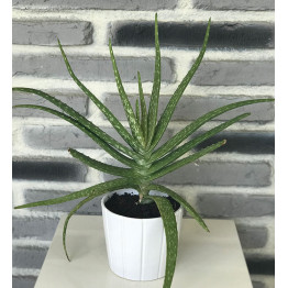 Aloe Vera Bitkisi 25-30 Cm (Sarı Sabır)