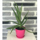 Aloe Vera Bitkisi 25-30 Cm (Sarı Sabır)