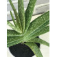 Aloe Vera Bitkisi 25-30 Cm (Sarı Sabır)